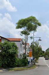 Opera Estate (D15), Terrace #499821161